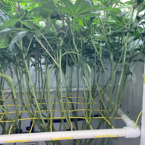 Ultra Purple growlog timeline photo