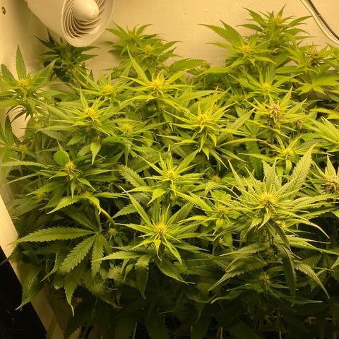 Ultra Skunk growlog timeline photo