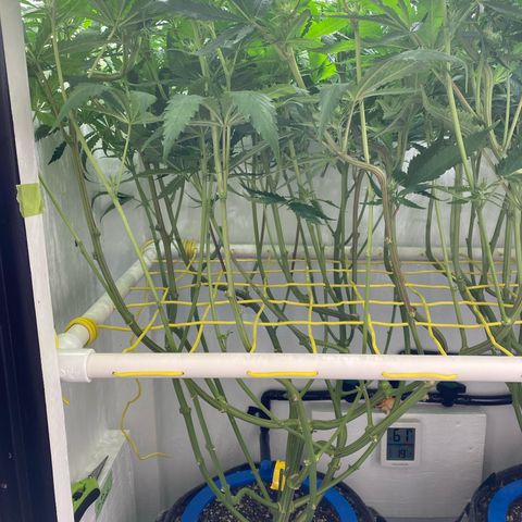Ultra Skunk growlog timeline photo