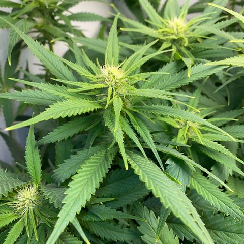 Ultra Skunk growlog timeline photo