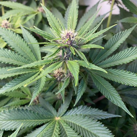 Ultra Purple growlog timeline photo