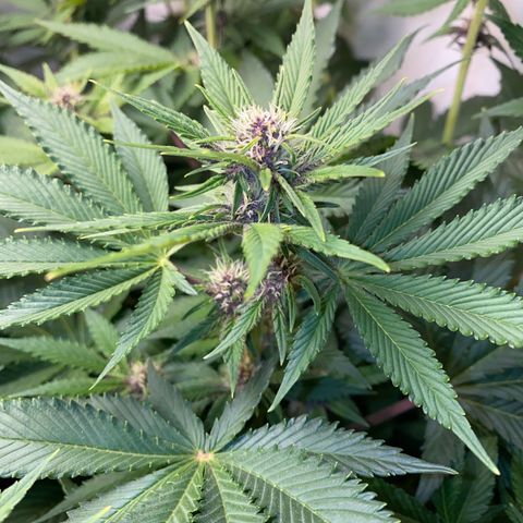 Ultra Purple growlog timeline photo