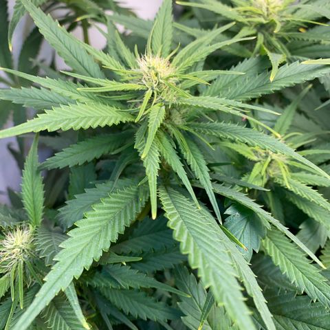 Ultra Skunk growlog timeline photo