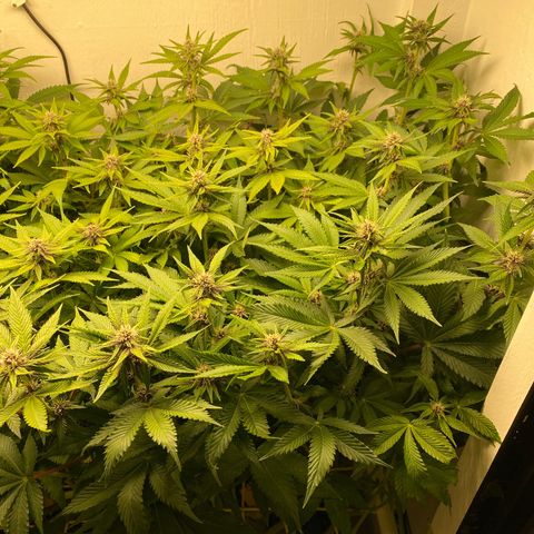 Ultra Purple growlog timeline photo