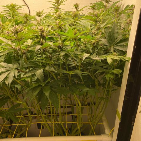Ultra Purple growlog timeline photo