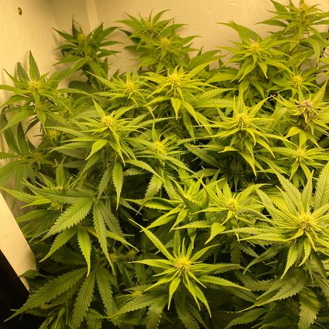 Ultra Skunk growlog timeline photo