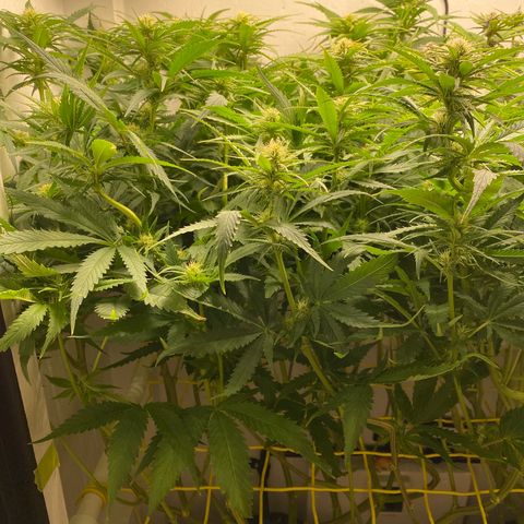 Ultra Skunk growlog timeline photo