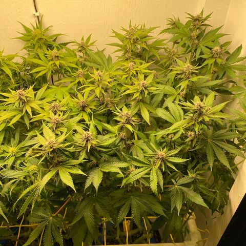 Ultra Purple growlog timeline photo