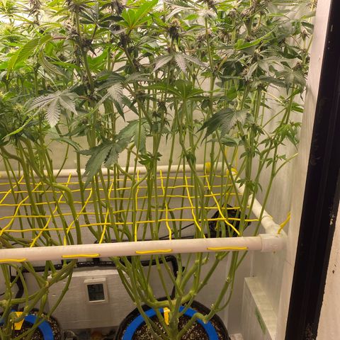 Ultra Purple growlog timeline photo
