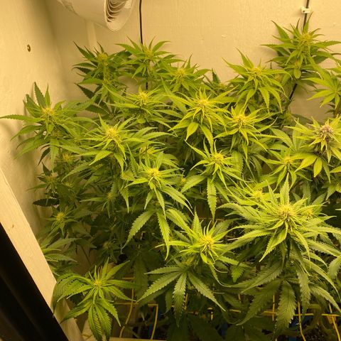 Ultra Skunk growlog timeline photo