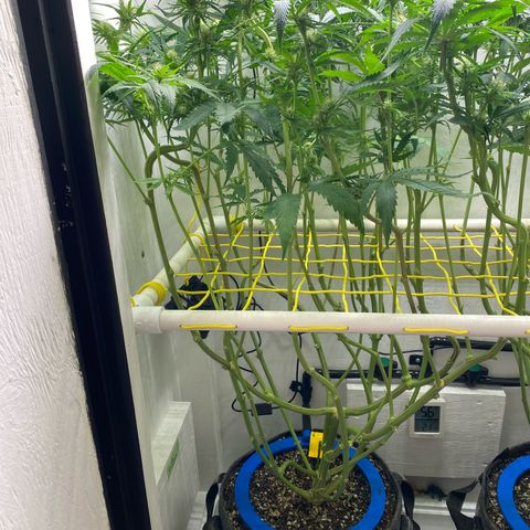 Ultra Skunk growlog timeline photo
