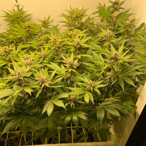 Ultra Purple growlog timeline photo