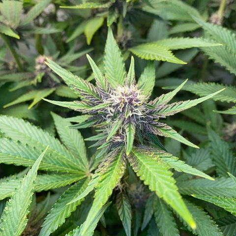 Ultra Purple growlog timeline photo