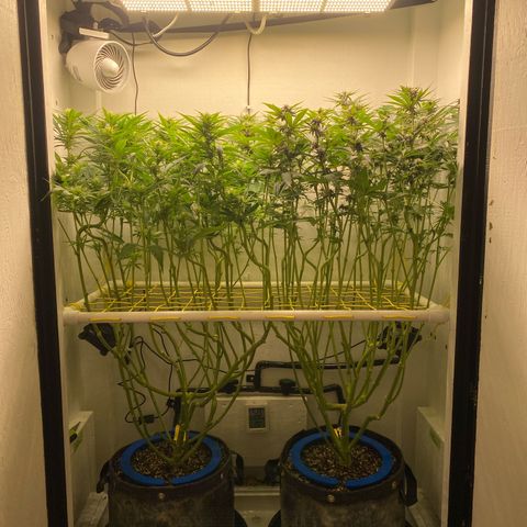 Ultra Purple growlog timeline photo