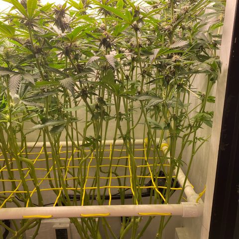Ultra Purple growlog timeline photo