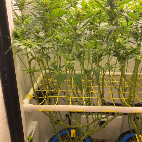 Ultra Skunk growlog timeline photo