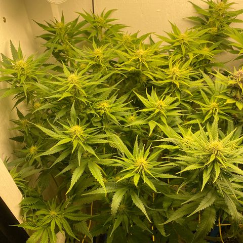 Ultra Skunk growlog timeline photo