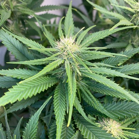 Ultra Skunk growlog timeline photo