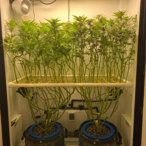 Ultra Skunk growlog timeline photo