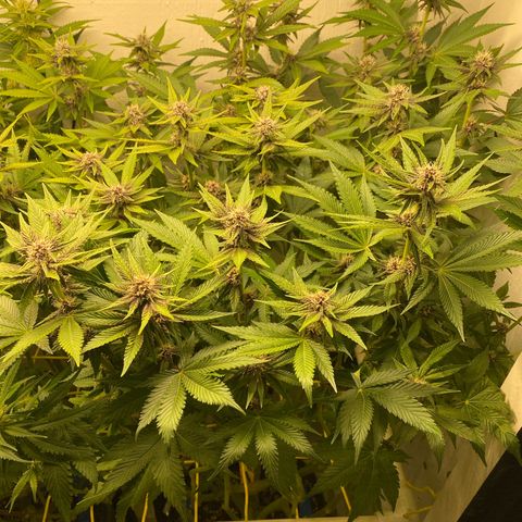 Ultra Purple growlog timeline photo