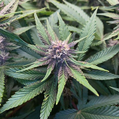Ultra Purple growlog timeline photo
