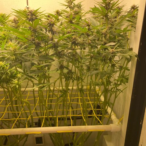 Ultra Purple growlog timeline photo
