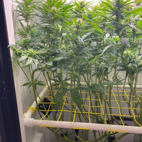 Ultra Skunk growlog timeline photo