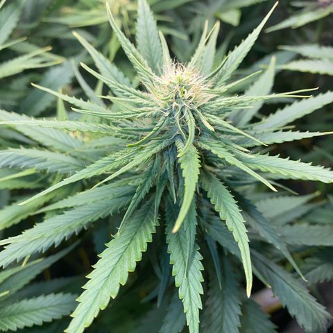 Ultra Skunk growlog timeline photo