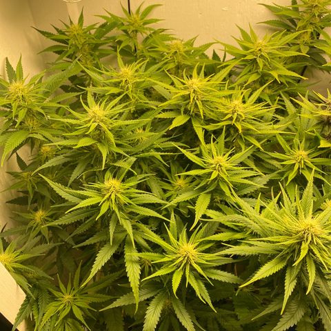 Ultra Skunk growlog timeline photo