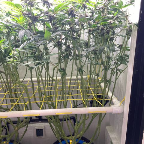 Ultra Purple growlog timeline photo