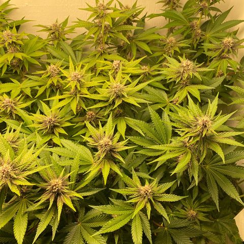 Ultra Purple growlog timeline photo