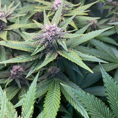 Ultra Purple growlog timeline photo