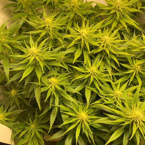 Ultra Skunk growlog timeline photo