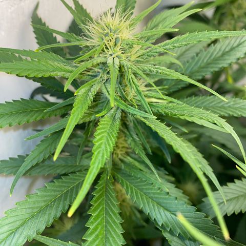 Ultra Skunk growlog timeline photo