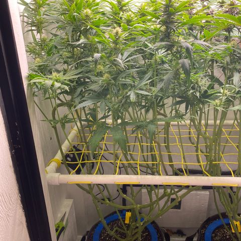 Ultra Skunk growlog timeline photo