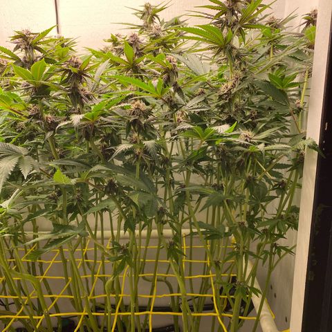 Ultra Purple growlog timeline photo