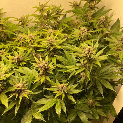 Ultra Purple growlog timeline photo