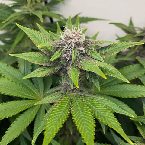 Ultra Purple growlog timeline photo