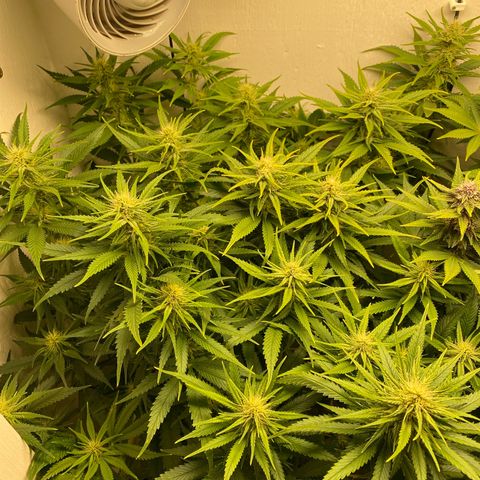 Ultra Skunk growlog timeline photo