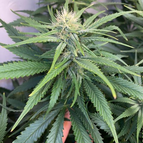 Ultra Skunk growlog timeline photo
