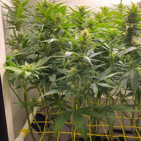 Ultra Skunk growlog timeline photo