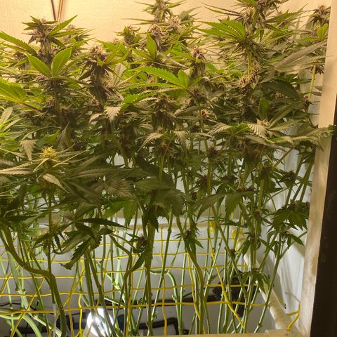 Ultra Purple growlog timeline photo