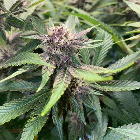 Ultra Purple growlog timeline photo