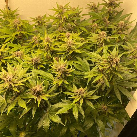 Ultra Purple growlog timeline photo