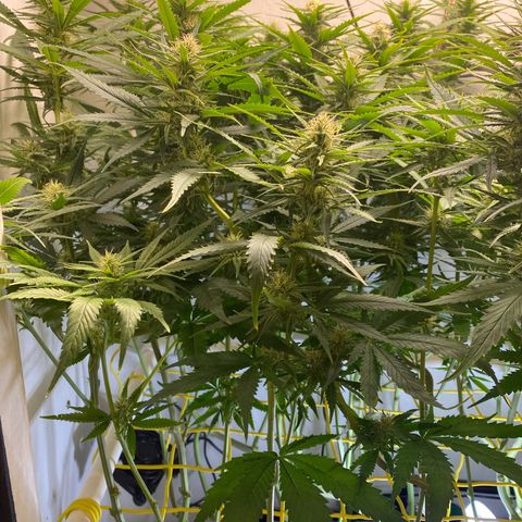 Ultra Skunk growlog timeline photo