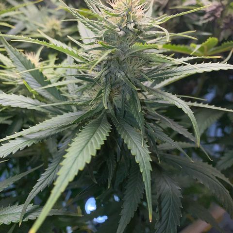 Ultra Skunk growlog timeline photo