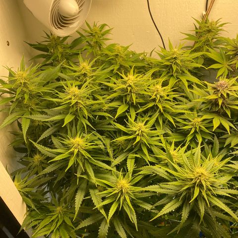 Ultra Skunk growlog timeline photo
