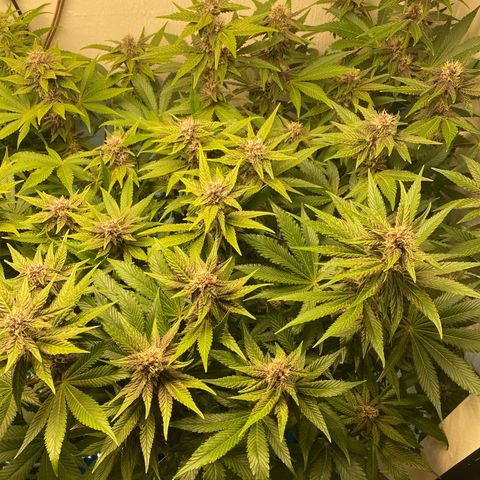 Ultra Purple growlog timeline photo