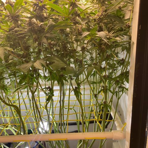 Ultra Purple growlog timeline photo