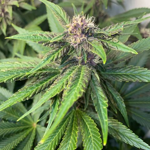 Ultra Purple growlog timeline photo